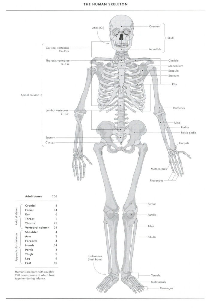 Teknix Concepts Tips n Trix Chart 3 The Human Skeleton